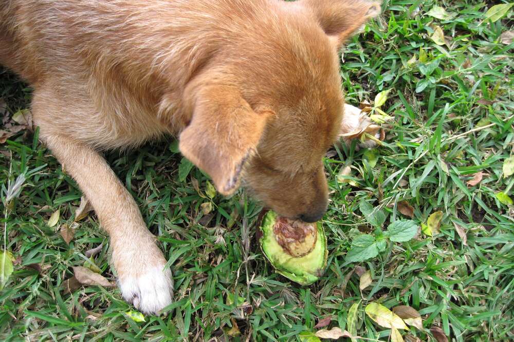 are dogs allowed to eat avocado